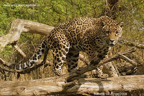 jaguar animal pictures. Jaguar populations are