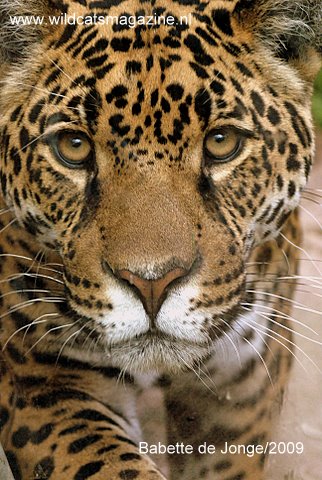 jaguar animal pictures. fish,jaguar animal facts