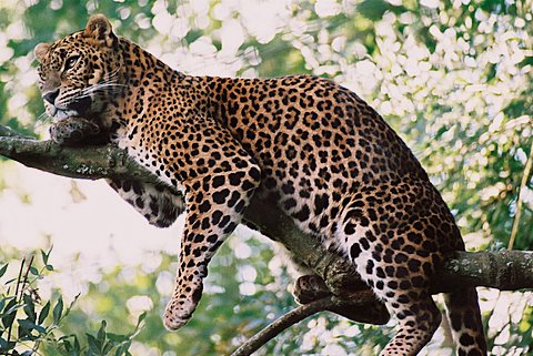 Jaguar on Arabisch Luipaard  Panthera Pardus Nimr    Metuitsterven Bedreigd
