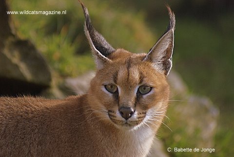 Caracal or Desert Lynx (Felis caracal) - Wild Cats Magazine