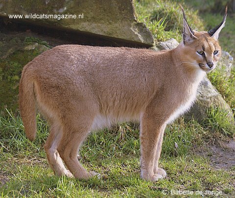 Caracal or Desert Lynx (Felis caracal) - Wild Cats Magazine