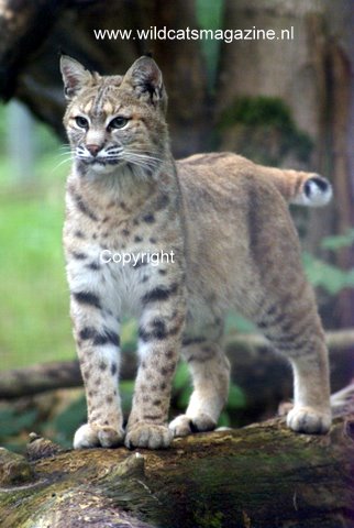 Bobcat or Red Lynx (Lynx Rufus) - Wild Cats Magazine