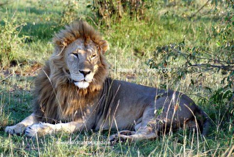 Lion Panthera Leo Wild Cats Magazine [ 322 x 480 Pixel ]