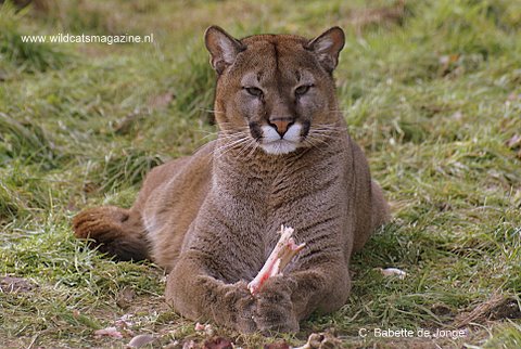 salad nitrogen More than anything Cougar (Puma concolor) - Wild Cats Magazine