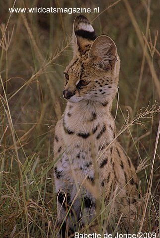 leptailurus serval serval